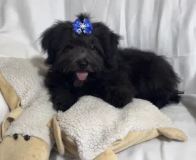 Andrej - Russian Tsvetnaya Bolonka Puppy for sale