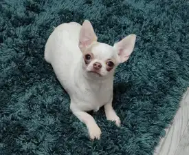 Wella  - Chihuahua Puppy for sale