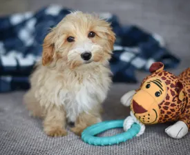 Miles - Maltipoo Angebotener Welpe