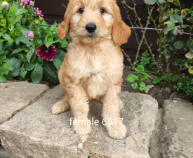 Ms.gdoodle - Goldendoodle Puppy for sale