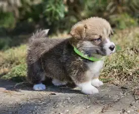 Luis  - Welsh Corgi Pembroke Puppy for sale