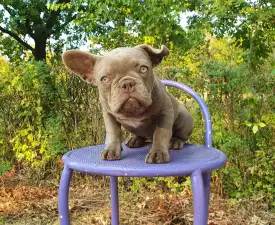 Valéria - Francia bulldog eladó kiskutya