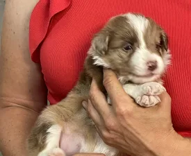 Snickers/ Chocolate Sable Merle Szuka - Бордер-колли Щенок на продажу