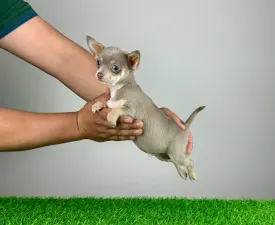 Meo - Chihuahua Puppy for sale