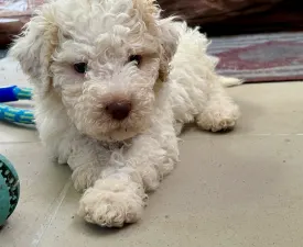 Sally Scull - Lagotto Romagnolo eladó kiskutya