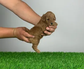 Sunny - Poodle Miniature Puppy for sale