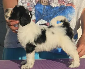 Leroy - Tibeti terrier eladó kiskutya