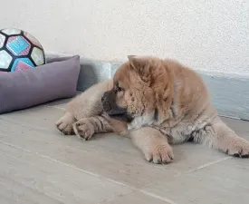 La Casa De Chow Klaudius - Chow Chow Angebotener Welpe