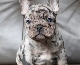 Willow  - Francia bulldog eladó kiskutya