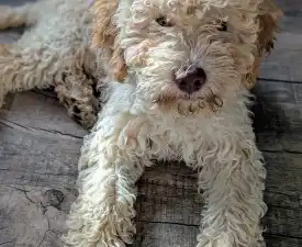 Ürömi Szarvasgombász Gianluca - Lagotto romagnolo Cucciolo in vendita