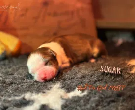 Budnat Aussies High On Sugar - Australian Shepherd Angebotener Welpe