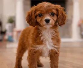 Cavapoo F Mara - Cavapoo Angebotener Welpe