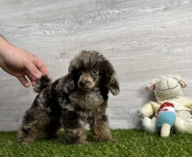 Kiwi - Poodle Toy Puppy for sale