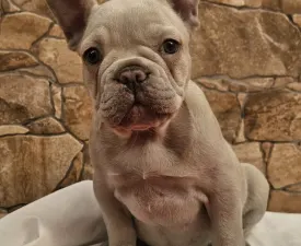 Blanka - Francia bulldog eladó kiskutya