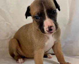 Unique - Whippet Chiot à vendre