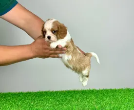 Mayo - Cavalier King Charles spániel eladó kiskutya