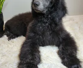 Rosie - Poodle Standard Puppy for sale