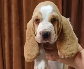 Ciklon - Basset Hound eladó kiskutya