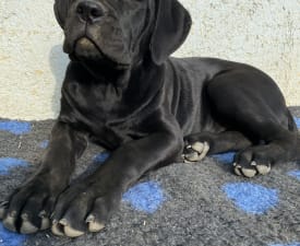 Cassiopeia’s Pearl Zeller - Cane Corso eladó kiskutya