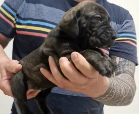 Jose, Joao, Joshua, Julio - Fila Brasileiro Puppy for sale