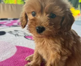 Barack - Maltipoo Puppy for sale