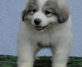 Candybelldream Emma - Pyrenean Mountain Dog Puppy for sale