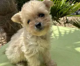 Florida - Maltipoo eladó kiskutya