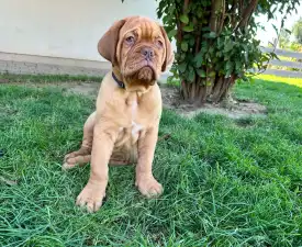 Gandi Flame Valensamare Fg - Dogue de Bordeaux Angebotener Welpe