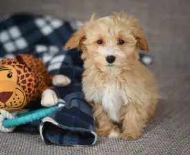 Miles - Maltipoo Chiot à vendre