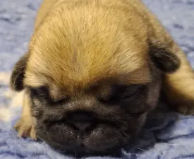 Don Quijote - Mopsz eladó kiskutya