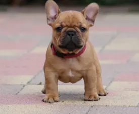 Ubie - Französische Bulldogge Angebotener Welpe
