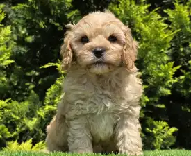 Benjamin - Cavapoo eladó kiskutya
