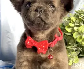 Maisy - Francia bulldog eladó kiskutya