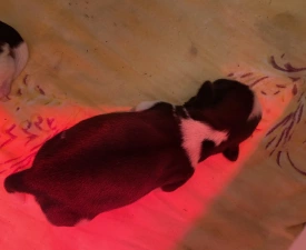 Berny - Shih Tzu Chiot à vendre
