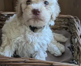 Ürömi Szarvasgombász Hetty - Romagna Water Dog Puppy for sale