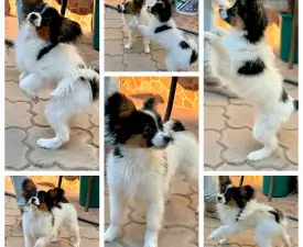 Lacky Alien Mirabella - Papillon eladó kiskutya