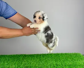 Sillie - Australian Shepherd Cucciolo in vendita