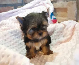 Wind Power - Yorkshire Terrier eladó kiskutya