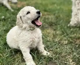 Giant Miracles Dragan Dance Of The Soul! - Poodle Standard Puppy for sale