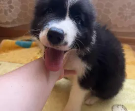 Dazzling Borders Addicted To You  - Border Collie Puppy for sale