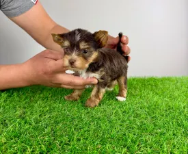 Medox - Yorkshire Terrier Puppy for sale