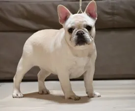 Asia - French Bulldog Puppy for sale