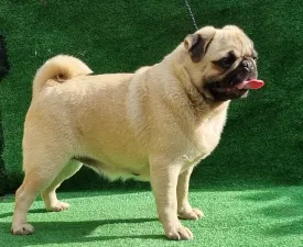 Top Of The Hunterberg Polly nala - Pug Puppy for sale
