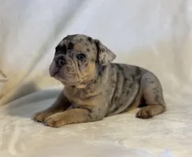 Nico - French Bulldog Puppy for sale
