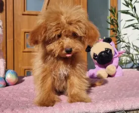 Málna - Maltipoo Chiot à vendre