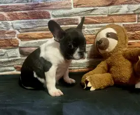 Imobile - French Bulldog Puppy for sale