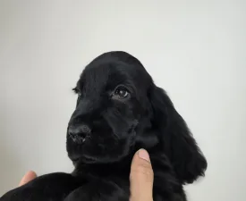 Sugar Rush Ride - Englischer Cocker Spaniel Angebotener Welpe