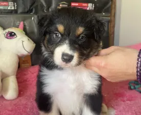 Black Tri Kan/ Male Nbt Piros Nyakörv - Australian Shepherd Cucciolo in vendita