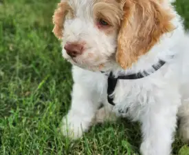 Alfi - Lagotto Romagnolo eladó kiskutya