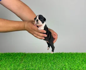 Yummy - Boston Terrier Puppy for sale